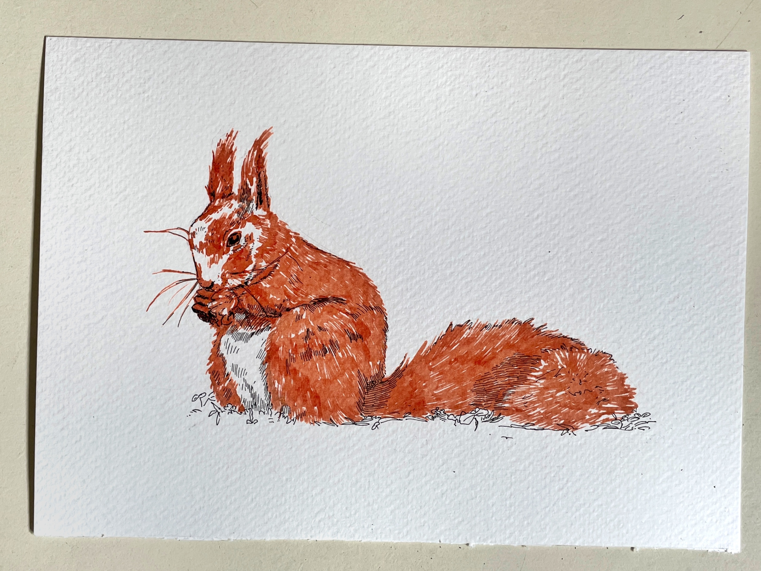 Red Squirrel